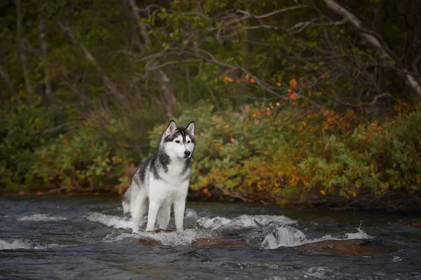 Husky Negro Cascada Natural Roca —  Fotos de Stock