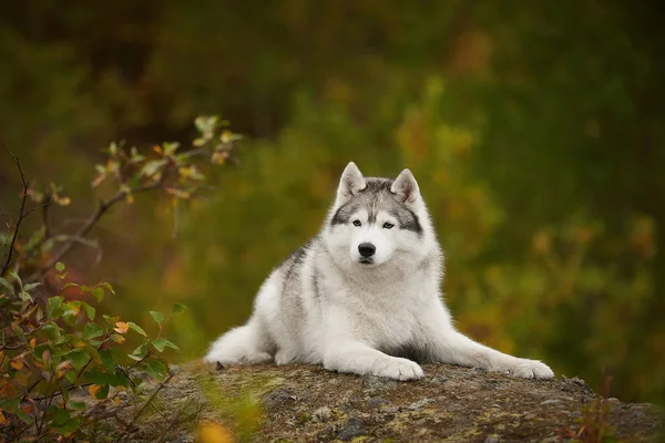 Grey Husky Natural Forest Rock — Stock Photo, Image