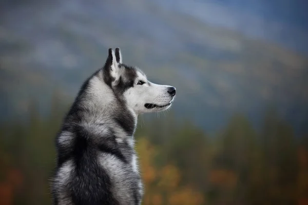 Portrait Husky Noir Dans Forêt — Photo