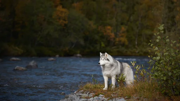 Husky Gris Rivière Dans Forêt — Photo
