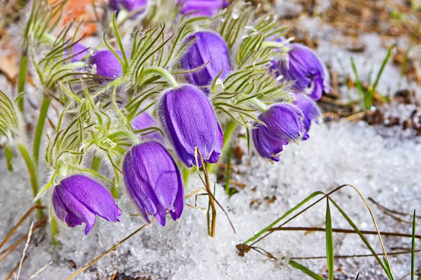 Vårblommor Snödroppar Dröm Gräs — Stockfoto