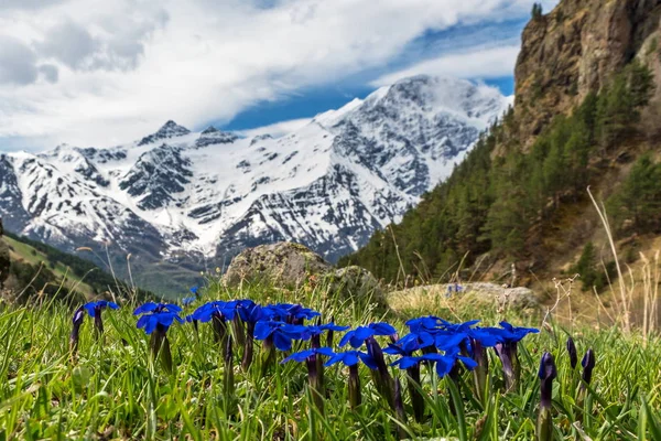 Blue flowers on the mountainside in the Elbrus region.