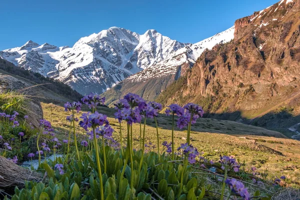 Dağlardaki çiçekler. Elbrus bölgesi. Yedi numara şeklinde bir buzul ile Donguz-Orun Dağı'nın arka planda.