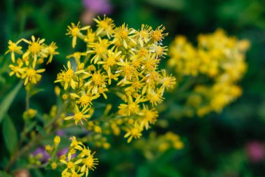 Hypericum. Ormanda çiçek açar. Şifalı bitki.