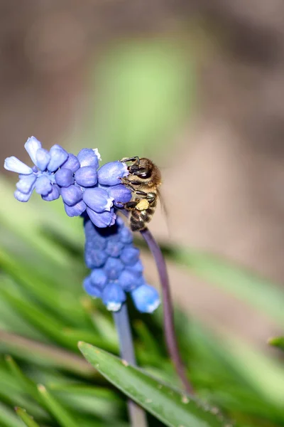 Una Abeja Una Flor Púrpura Polinización — Foto de Stock