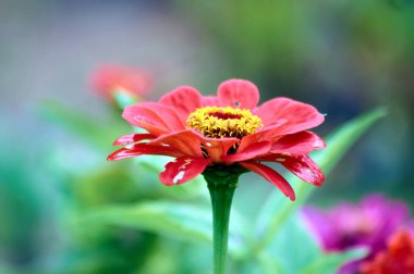 Kırmızı çiçek tomurcuğu.