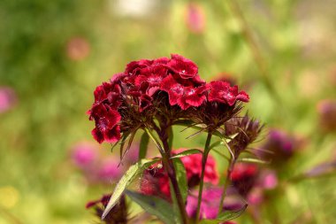 Kırmızı çiçek tomurcuğu.