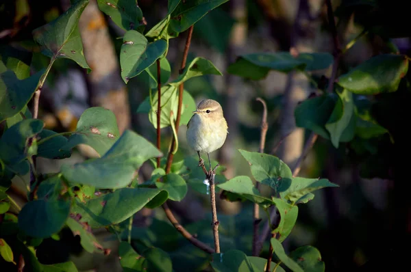 Pequeno Pássaro Senta Galho Com Folhas — Fotografia de Stock