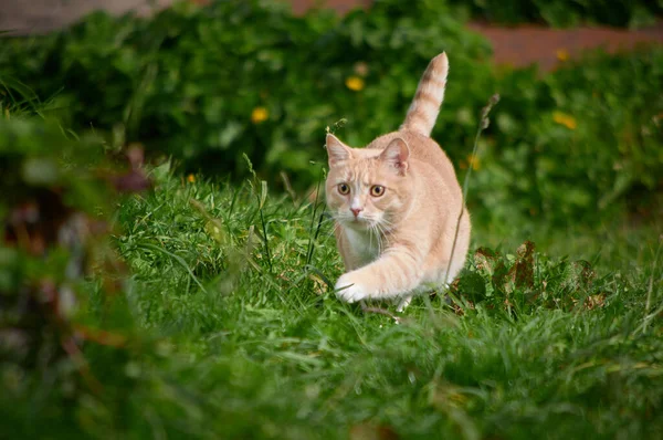 a red cat runs through the grass with its tail raised