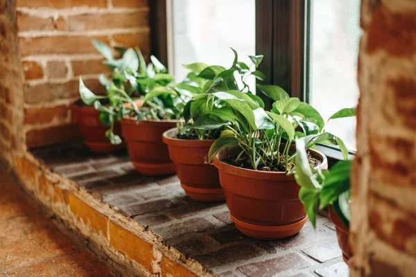 Tuğla Pencere Eşiğinde Yeşil Bitkiler Olan Sayıdaki Kahverengi Saksının Yan — Stok fotoğraf