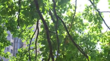 Doğa geçmişi. Güzel güneş rüzgar ağacı yeşil yapraklarının üzerinde parıldıyor. Güneş ile bulanık soyut bokeh