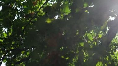 Doğa geçmişi. Güzel güneş rüzgar ağacı yeşil yapraklarının üzerinde parıldıyor. Güneş ile bulanık soyut bokeh