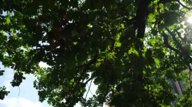 Doğa geçmişi. Güzel güneş rüzgar ağacı yeşil yapraklarının üzerinde parıldıyor. Güneş ile bulanık soyut bokeh