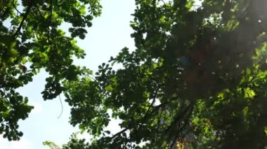 Doğa geçmişi. Güzel güneş rüzgar ağacı yeşil yapraklarının üzerinde parıldıyor. Güneş ile bulanık soyut bokeh