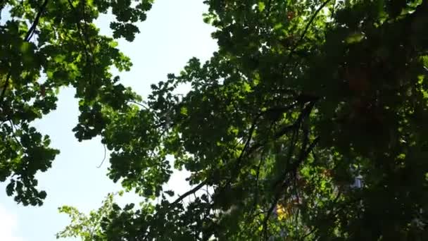 Środowisko naturalne. Piękne słońce świeci przez wiejące na drzewach wiatrowych zielone liście. Niewyraźne abstrakcyjne bokeh ze słońcem — Wideo stockowe