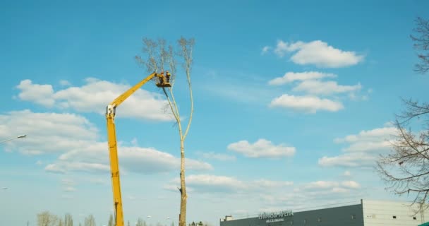 A woodcutter is cutting down a tree with a chainsaw. destruction of greening in cities. protecting the environment. — Stock Video