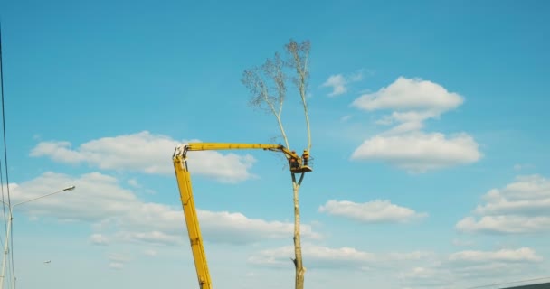 Деревообробка вирубує дерево бензопилою. руйнування озеленення в містах. захист навколишнього середовища . — стокове відео