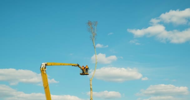 En skogshuggare hugger ner ett träd med en motorsåg. Förstöring av miljöanpassningen i städerna. att skydda miljön. — Stockvideo