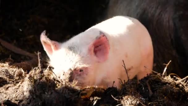 ein junges Ferkel auf Heu und Stroh im Schweinemastbetrieb. glückliche Schweine auf einem Schweinemastbetrieb. Hausschweine. Schweine auf einem Bauernhof im Dorf.
