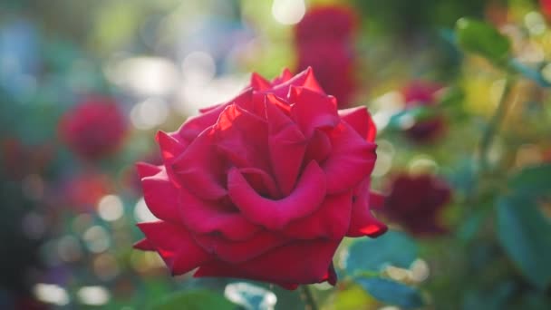 Red Rose Flower Blooming In Flower Garden Sun Flares Stock
