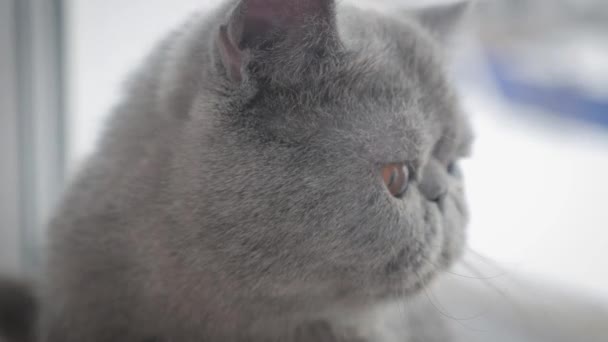 Grey shorthair cat on a grey close up.