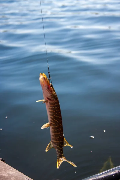 Schöner Hechtfisch Der Mit Angelrute Und Köder Gefangen Wird — Stockfoto