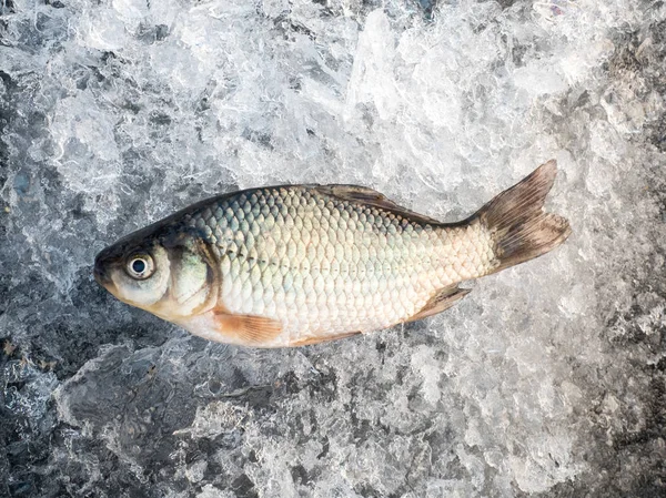 Çiğ Balık Balıkçılık Kaza Buz Sonra Balık Tutma Kış Sadece — Stok fotoğraf