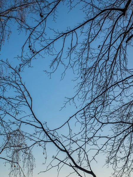 Silhouette Branches Arbres Sur Fond Bleu Ciel Branches Sèches Printemps — Photo