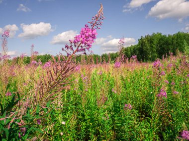 Chamerion Angustifolium (Fireweed, büyük Willow herb, Rosebay Willowherb), sığ derinlik-in tarla.