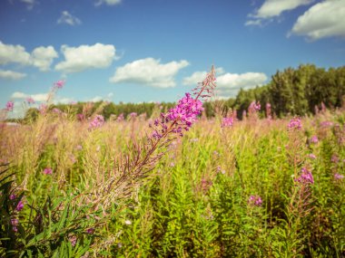 Chamerion Angustifolium (Fireweed, büyük Willow herb, Rosebay Willowherb), sığ derinlik-in tarla.