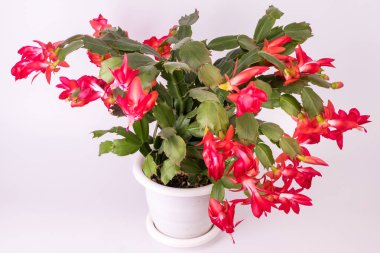 Kırmızı Schlumbergera truncata Çiçek saksı, Noel ve Şükran cactus, Craciunel. Beyaz arka plan.