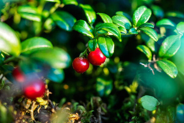 Ripe red lingonberry, partridgeberry, or cowberry grows in mountains pine forest with  moss background. Shallow depth of field.