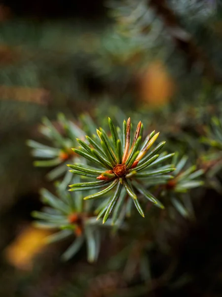 Groenblijvende Takken Van Blauwe Spar Ondiepe Scherptediepte Mooie Bokeh Achtergrond — Stockfoto