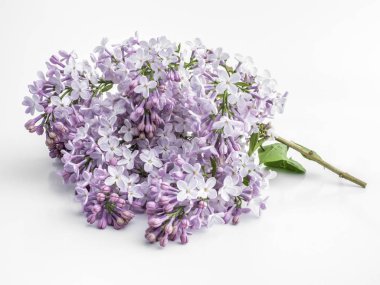 Beyaz arkaplanda leylak rengi bir dal