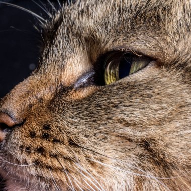 Kedi gözleri closeup.