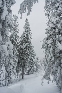 Peyzaj dağlar karlı ağaçların. kış orman temiz taze karla kaplı. Yeni yıl aktif tatil uzun bir yürüyüş. Noel içinde doğa yürüyüşleri.