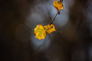 Arka ışık ile karanlık bir arka plan üzerinde sarı huş sonbahar yaprak. Yakın çekim. Sığ derinlik-in tarla.