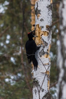 huş ağacı kışın ağaçkakan. kar yağışı. kış orman ve onun kuşlar