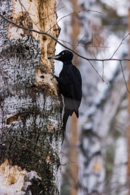 huş ağacı kışın ağaçkakan. kar yağışı. kış orman ve onun kuşlar