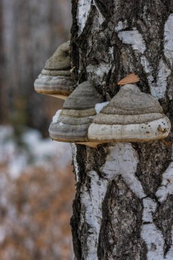 Inonotus obliquus, chaga mantar bilinen. Huş ağacı ve diğer ağaçlar üzerinde parazit. Tıbbi decoctions ve çaylar için hammadde. yararlı ve doğal gıda takviyeleri.