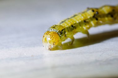 Solucan, tırtıllar, böcek, böcek makro, Doğa, arka plan görüntü