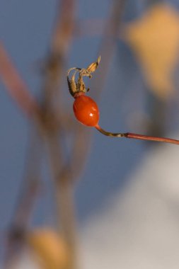 Kuşburnu kışın. Tıbbi decoctions ve çaylar için hammadde. yararlı ve doğal gıda takviyeleri