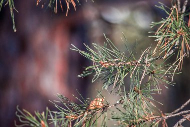Ladin yakın çekim dallarında iğne falan batmazdı. geç sonbaharda veya erken kış. Kurutulmuş sarı yapraklar ve taze kar. Düzen arka plan