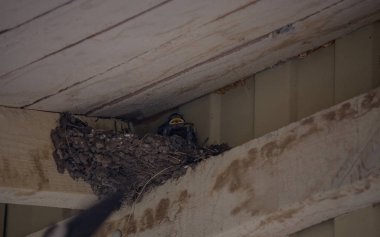 Mud Swallow nest in the eaves of a garage with chicks demanding food clipart