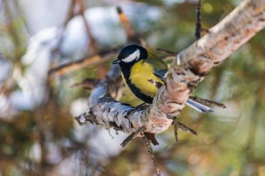 kuş baştankara çam dal üzerinde oturuyor. geç sonbaharda veya erken kış. kuşlar yakın çekim.
