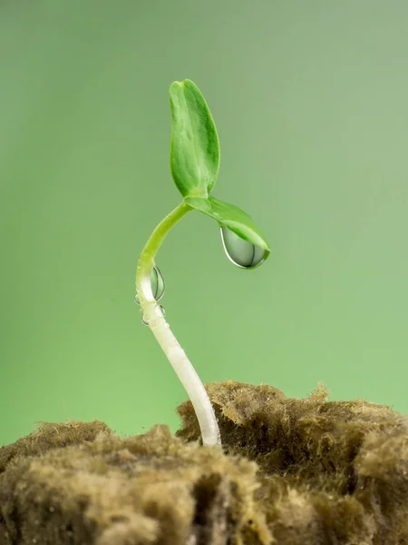 ミネラル ウール緑芽成長から種子には グリーンの背景 シンボルの成功と成長 — ストック写真