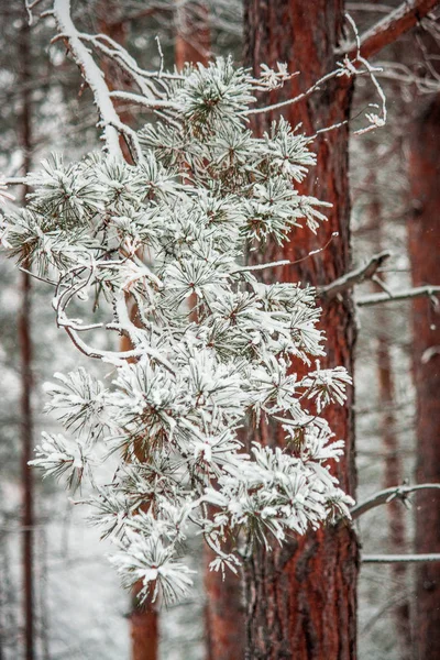 Pine Oddział Pokryte Świeże Czyste Biały Śnieg Pejzaż Zimowy Las — Zdjęcie stockowe