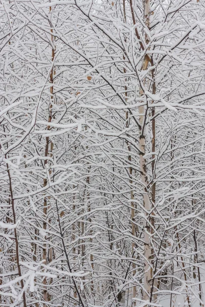 Bosque Abedul Joven Cubierto Nieve Blanca Fresca Limpia Bosque Invierno — Foto de Stock
