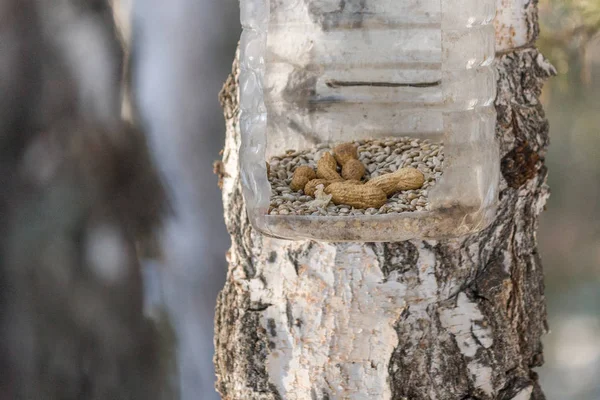 Mangeoire Oiseaux Proximité Graines Tournesol Noix Pour Animaux Hiver Est — Photo