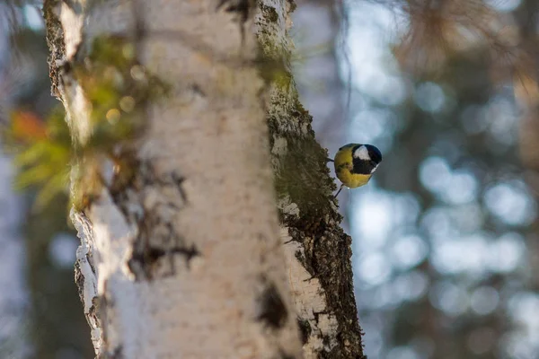 Sýkora Koňadra Ptačí Nebo Parus Major Sedící Větvi Lese Jaro — Stock fotografie